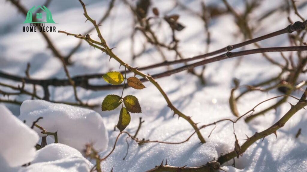 Flowers That Bloom in Late Winter A Guide to Nature's Resilience